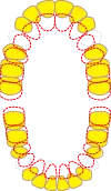 invisalignGo plusの適応歯